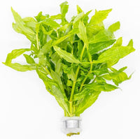 Live Plants - Japanese Cress (Cardamine lyrata) - Medium to High Light, Bright Green Accent for Midground to Background Freshwater Aquarium Aquascaping - Pot
