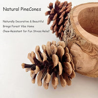 Bird Perch with Safe Bowl Wood & Pinecones - Bird Toys Chew Toys 100% Natural & Durable for Cockatiel, Conure, Budgie, Lovebird, Parakeet - Birdcage Accessory for Foraging & Oral Health
