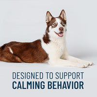 Nutramax Solliquin Calming Behavioral Health Supplement for Large Dogs - with L-Theanine, Magnolia/Phellodendron, and Whey Protein Concentrate, 75 Soft Chews