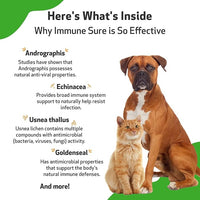 Pet Wellbeing Immune Sure for Dogs - Supports Normal Immune Defenses, Gut Flora Balance, Andrographis, Echinacea, Vitamin C, Zinc - Veterinarian-Formulated Herbal Supplement 4 oz (118 ml)