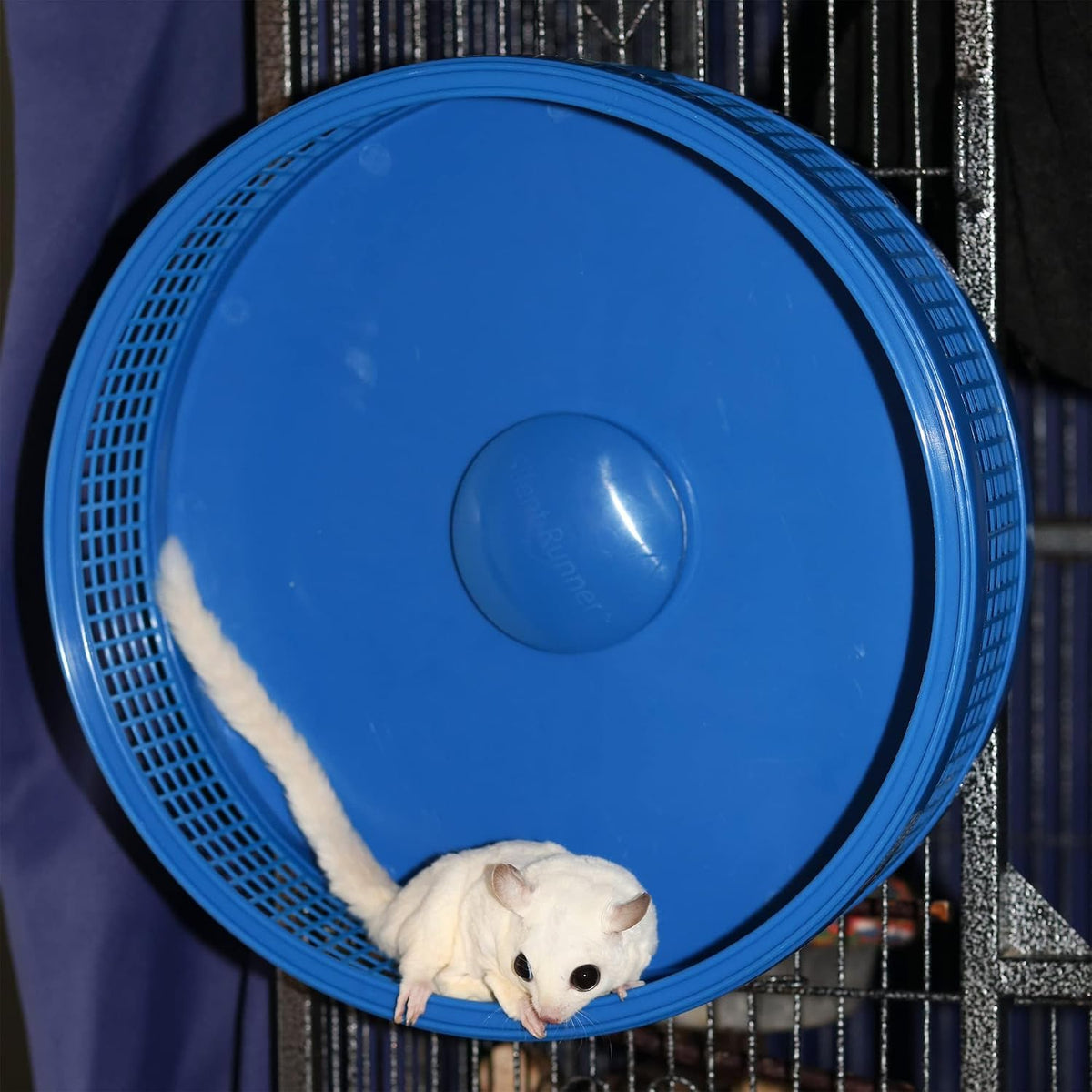 Silent Runner Pro, Sugar Glider Exercise Wheel - Black with Attachment - image 2