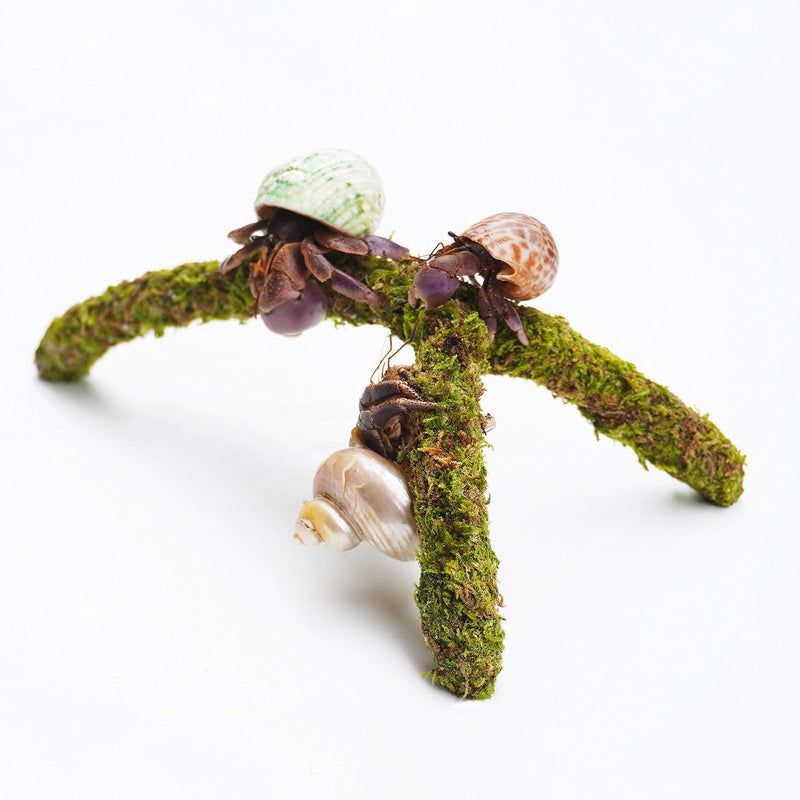 Hermit Crab Climbing Toys, Adjustable Hermit Crab Supplies
