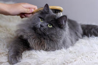 Premium Bamboo Cat Grooming Kit: Cat Brushes for Indoor Cats, Kitten Brush, and Dematting Comb for Long Haired Cats | Bamboo Grooming Supplies with kitten brush