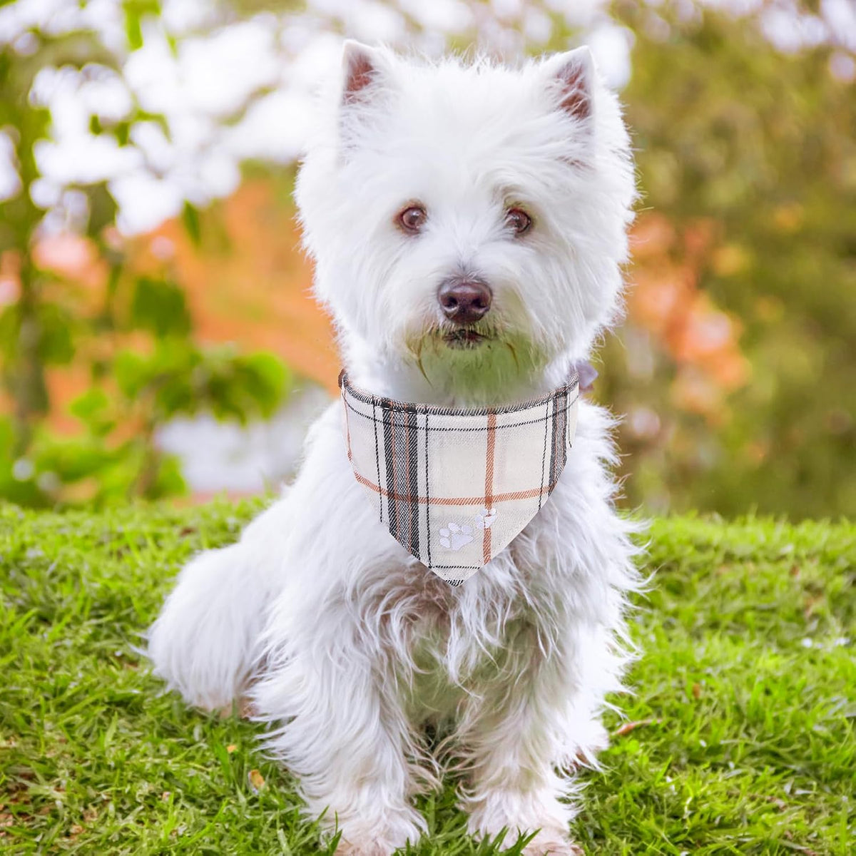 Dog Collar and Leash Set - Embroidery Floral Dog Bow Tie and Bandana Collar with Bell, Cute Flower - Cream / S-M - image 3