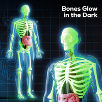GobiDex Human Body Skeleton Model Kit - image 2