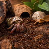 T-Rex Hermit Crab Substrate, Jungle Bed - image 4