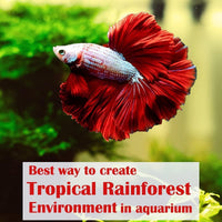 Premium Indian Almond Leave. Aquarium Decorations Size 6-9" Pack 50g. - image 4