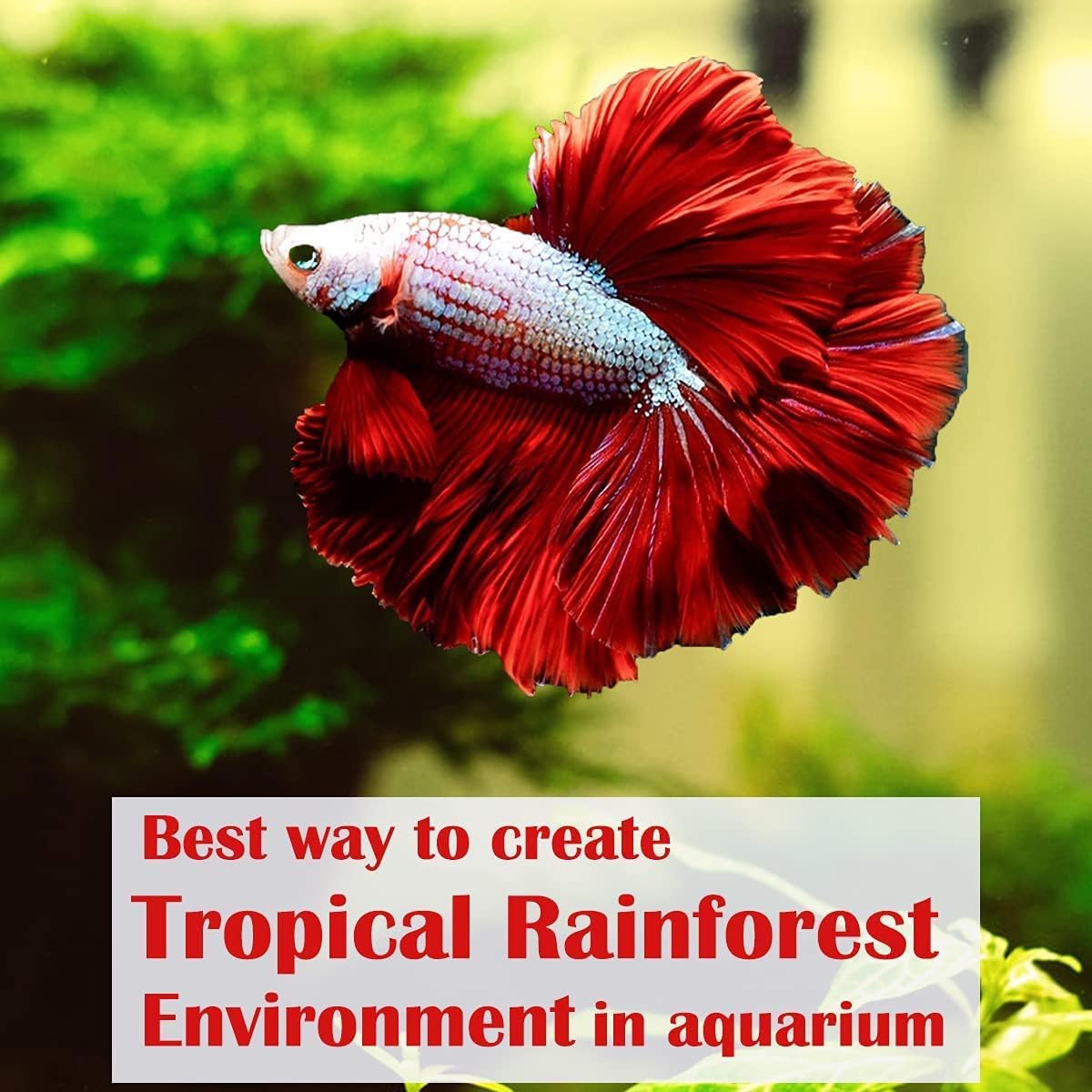 Premium Indian Almond Leave. Aquarium Decorations Size 6-9" Pack 50g. - image 4