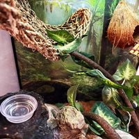 YOGURTCK 100pcs Crested Gecko Feeding Cups Reptile Feeder Bowls - image 3