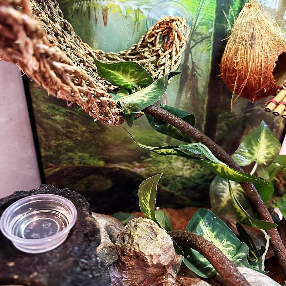 YOGURTCK 100pcs Crested Gecko Feeding Cups Reptile Feeder Bowls - image 3