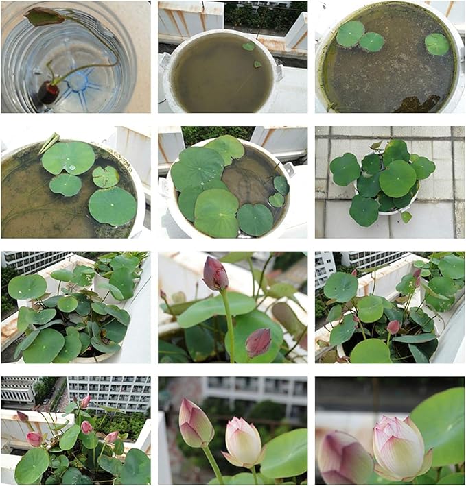 10pcs Mixed Color Bonsai Bowl Lotus Live Plants - Pre-Sprouted Non-GMO - Aquatic Beauties for Indoor and Outdoor Serenity Planting Instructions for Easy Grow - Great Gardening Gifts