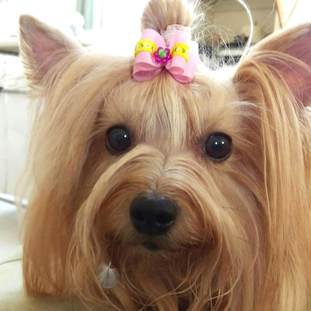 PET SHOW 20pcs Halloween Small Dog Hair Bows with Rubber Bands - 50pcs Daily - image 2