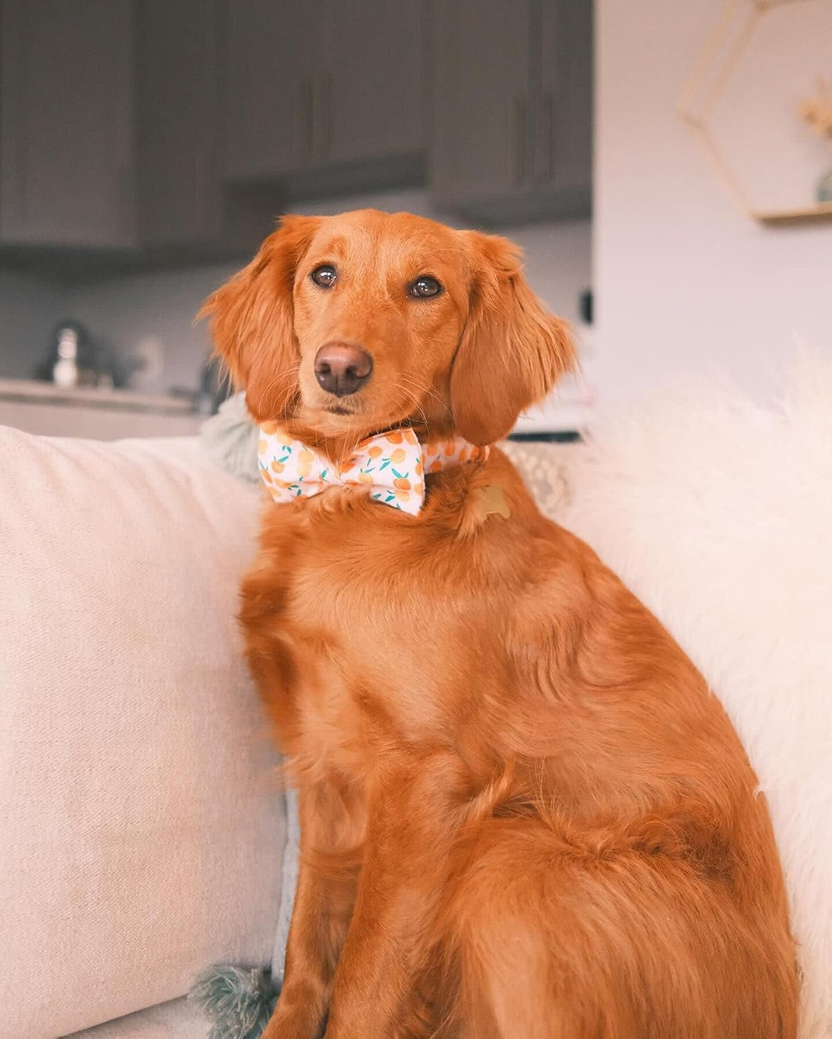 Dog Collar with Bow, Elegant Little Tail Blue Plaid Boy Dog Collar Cute Bow – Essentials for Dogs - Peach / Small (Pack of 1) - image 4