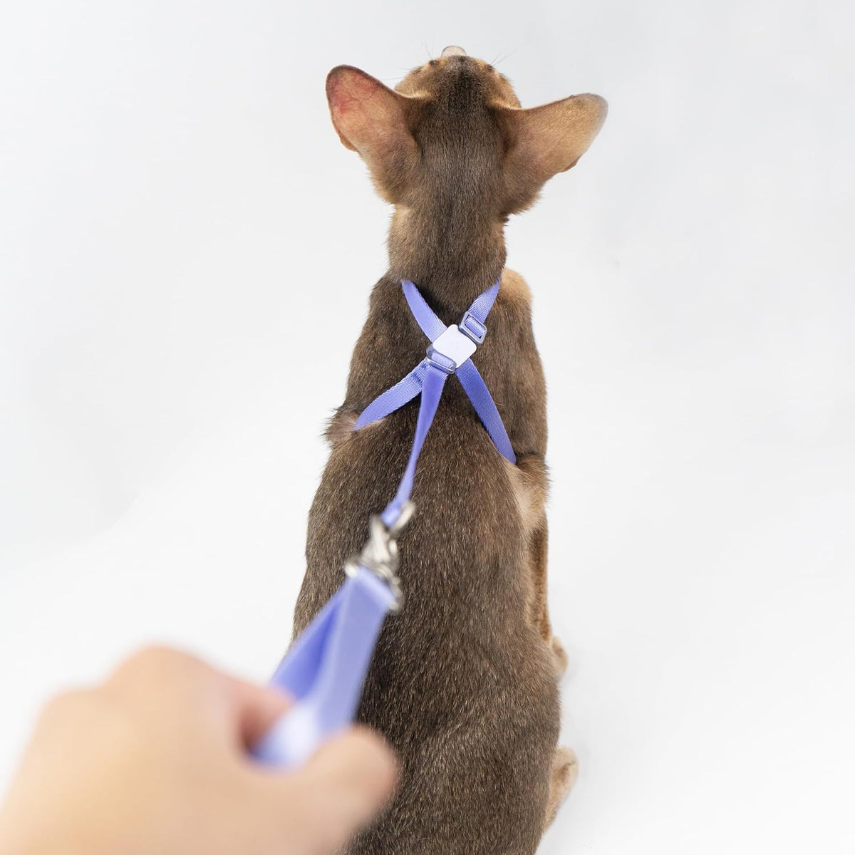 Cat Harness and Leash 2-in-1 - Blurple - image 3