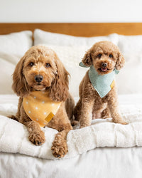 Remy+Roo Katherine Spring Dog Bandanas Large, Floral - Small - image 2