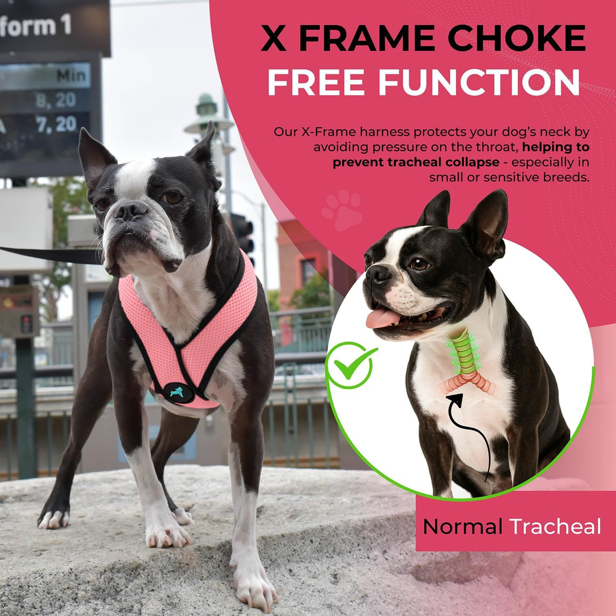 Gooby Comfort X Head-in Dog Harness, Choke-Free - Medium Chest (14.25-18.75") / Pink - image 3