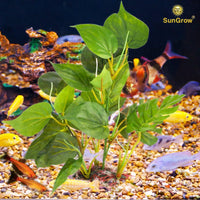 SunGrow Plastic Leaf Plant, Heavy-Duty Ceramic Base - 10 Inches / 2 - image 2