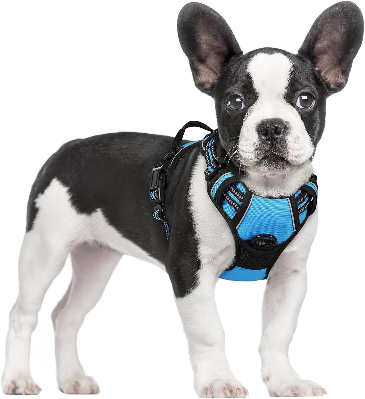 rabbitgoo Dog Harness, No Pull for Large Dogs with 2 Leash Clips - Small / Blue