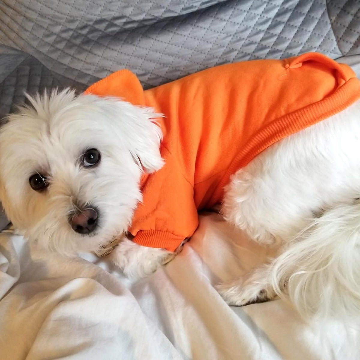 Soft Dog Hoodies for Small Dogs - Orange / Small - image 2