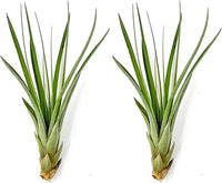 Air Plants - Tillandsia Fasciculata Tricolor, Large 4-6" - 2ct - Live Arrival Guaranteed - House Plants for Home Decor & Gift