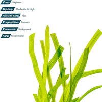 Live Plant - Tall Grass, Red Jungle Vallisneria (Vallisneria gigantea 'Rubra') - Easy Care, Moderate to High Light, Reddish Green, Background - Lead Bunch, 4 Pack