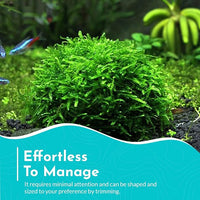 Aquarium Christmas Moss Vesicularia Portion Plant - All Natural & Organic Aquatic Plants - Absorbs Excess Nutrients - Long Lasting & Easy to Care Plants - Suitable for Summer & Winter
