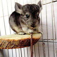 500g Apple Sticks for Small Animals: Wood Molar Toys for Rabbits - 500g - image 2