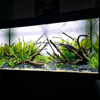 Amazon Sword Echinodorus Bleheri Live Plant for Freshwater Aquariums, Natural Fish Tank Decorations, and Aquatic Decor (3 Pots (6-9 Plants))