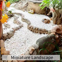 5lbs Natural White Pea Gravel Pebbles for Succulent Cactus, 3/8 Inch White Rocks for Plants Indoor, Vase Fillers, Bowl, Landscaping and Outdoor Garden Decorative White Stones