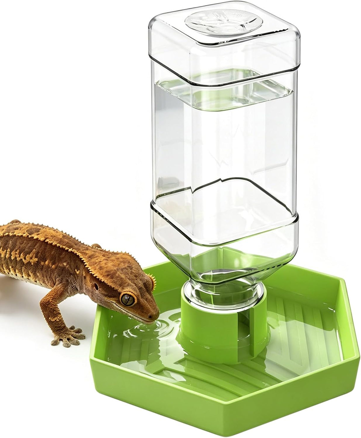 Reptile Water Dispenser Bowl for Bearded Dragon Tortoise – Essentials for Reptiles And Amphibians - Apple Green / S
