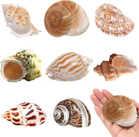 SINKOO 8PCS Hermit Crab Shells Medium to Large