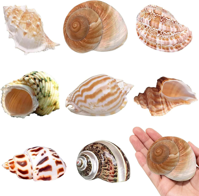SINKOO 8PCS Hermit Crab Shells Medium to Large
