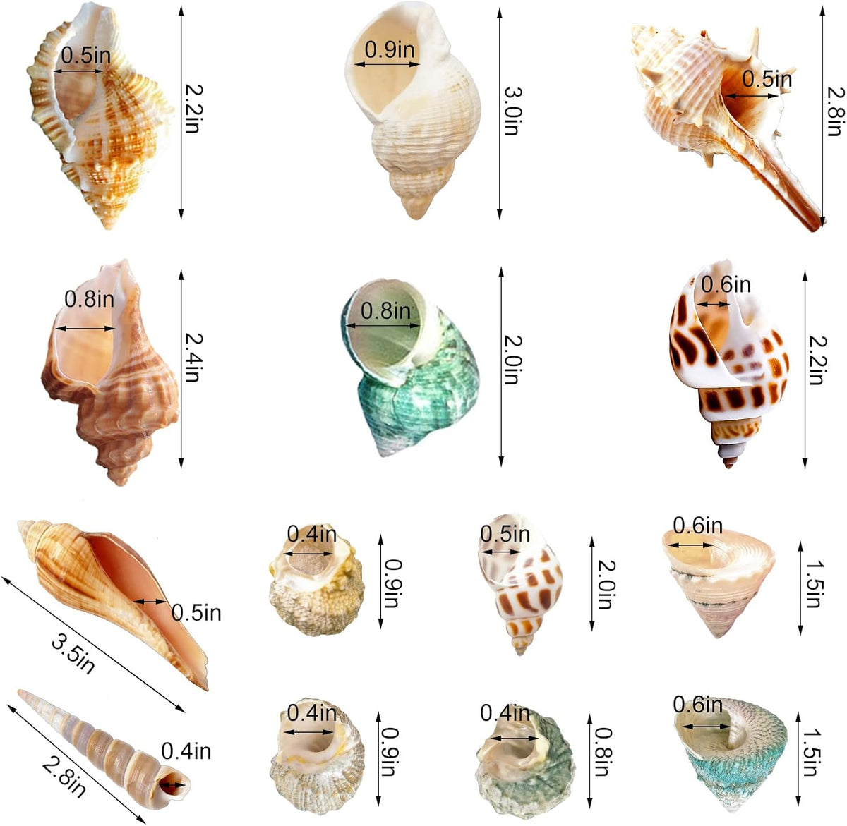 Lucky Baby 15+pcs Hermit Crab Shells Small to Medium Sea Conch Size - image 2