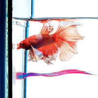 WILLBOND 2 Pcs Blue Pink Silicone Betta Fish Bed Leaf Hammock Betta - Pink - image 4