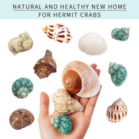 12PCS Hermit Crab Shells Medium and Large Growth Turbo Seashells - image 4