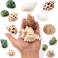 QICQDRAM 15PCS Hermit Crab Turbo Shells Natural Mixed Seashells - image 3