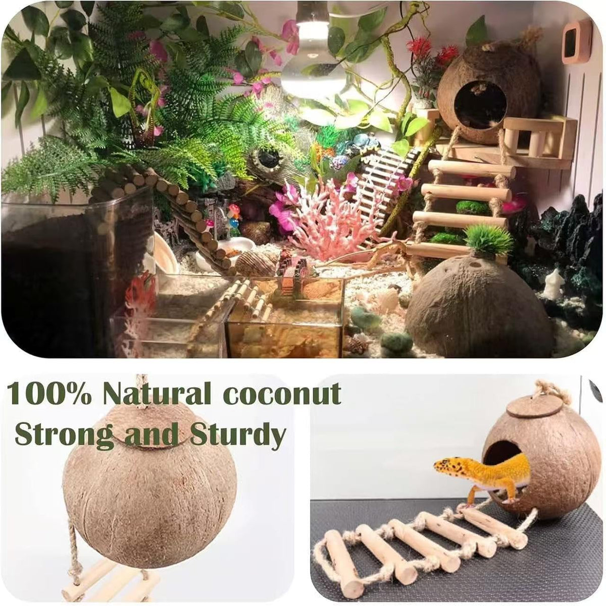 10PCS Crested Gecko Tank Accessories - 10 Piece with Double Coconut Shell - image 3