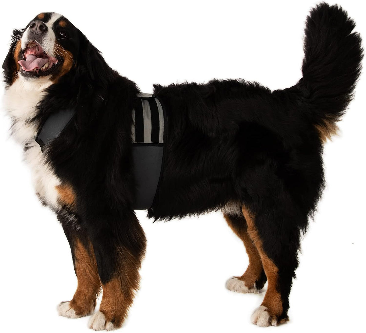 CoolerDog Dog Cooling Vest & Cooling Collar - XL - image 4