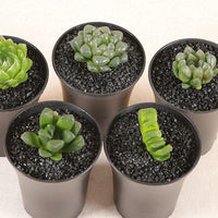 3lb Cactus Pea Gravel Rocks - 7LB / Black Galaxy - image 2
