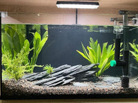 Natural Slate Stone Rocks 2 to 8 inch Aquariums Stone for Aquascaping,Terrariums, Reptile Enclosures,Paludariums,and Gardens-20lb