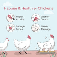 Organic Chicken Feed – Layer Whole Grain, Non-GMO, USA Grown, 16% Protein, Corn-Free, Soy-Free, Non-Medicated Feed for Chickens, 2 lb Sample