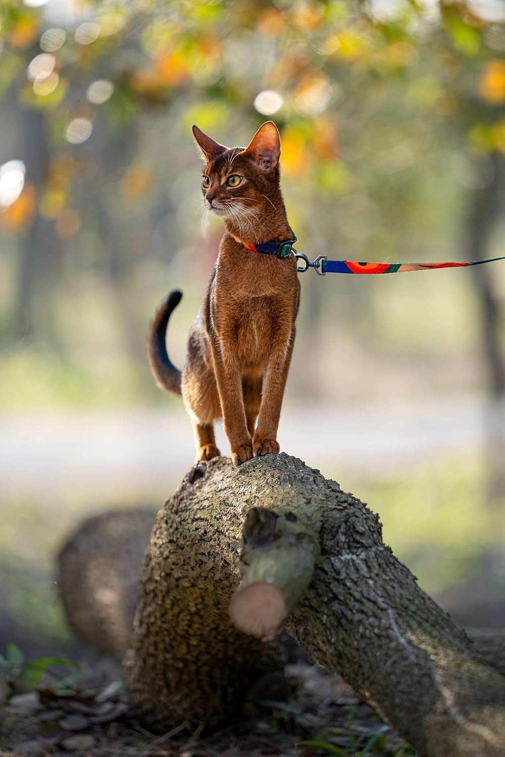 pidan Cat Harness and Leash Set - Multicolor / M - image 3