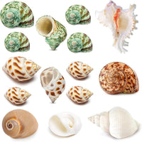 QICQDRAM 15PCS Hermit Crab Turbo Shells Natural Mixed Seashells