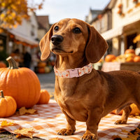 ARING PET Halloween Dog Collar-Cute Fall Dog Collar for Small Dogs - Large / Halloween Orange Checkered Metal - image 4