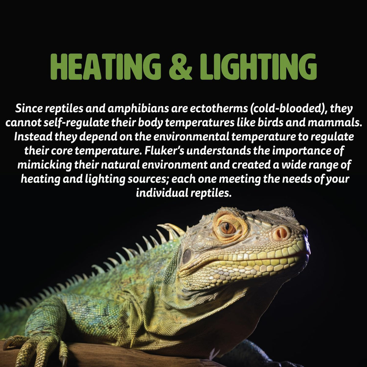 Fluker's Repta-Clamp Lamp - 5.5 Inch (Pack of 1) / 5.5" with On/Off Switch for Reptiles - image 2