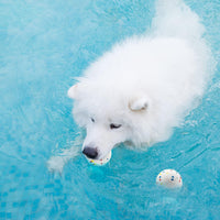 Automatic Ball Launcher for Dogs ，The Upgraded Premium Ball Thrower - 6 Pack Ball - image 3