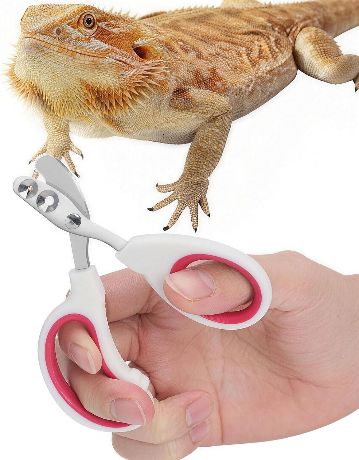 Stainless Steel Bearded Dragon Nail Clippers - Rose Red