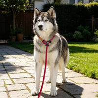 Slip Lead Dog Leash Reflective Training Durable Braided Rope Leashes – Essentials for Dogs - Red / 2PCS Large 1/2in x 6ft - image 2