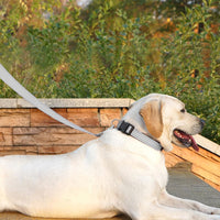6 FT Basic Dog Leash for Medium Dogs - Refl Silver / Medium : 3/4" x 6 FT - image 3