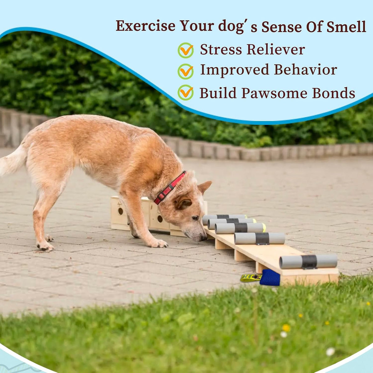 Dog Scent Training kit, Brain Games, Hide and Seek Toys - Blue - image 3